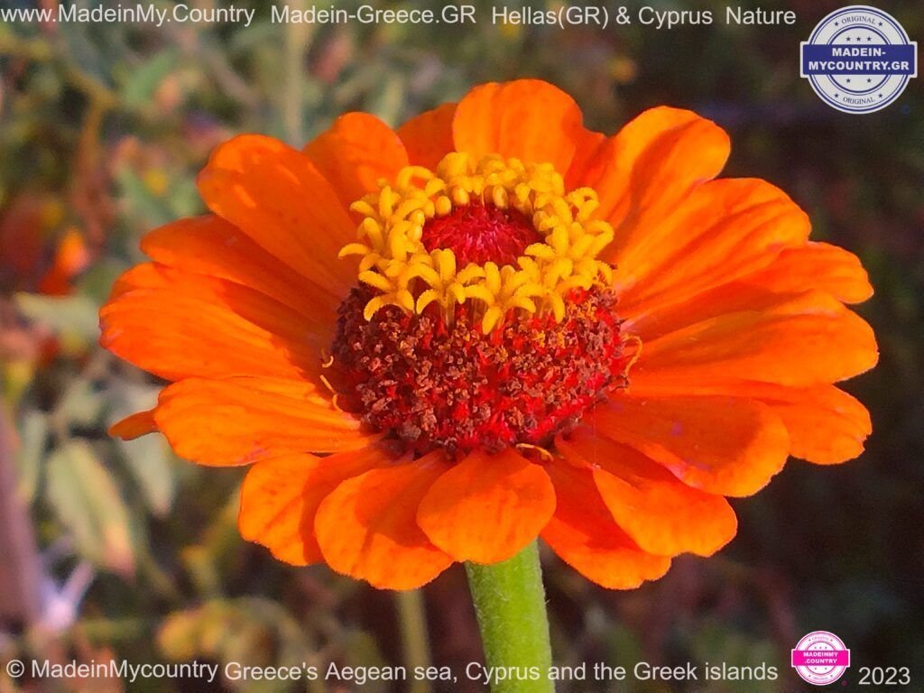 MadeinMycountry-MadeinMycountryNature-Flowers-Wildlife-MadeinMycountryNET-SayMadein2win-MadeinMycountryGR-Greece-Cyprus-Hellas